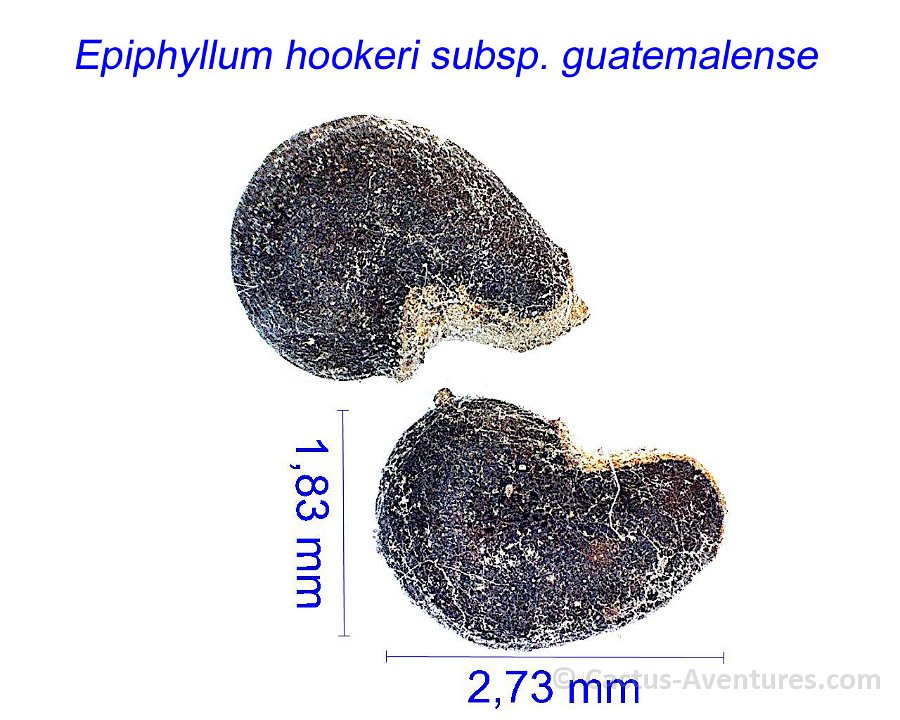 Epiphyllum hookeri subsp. guatemalenseGX